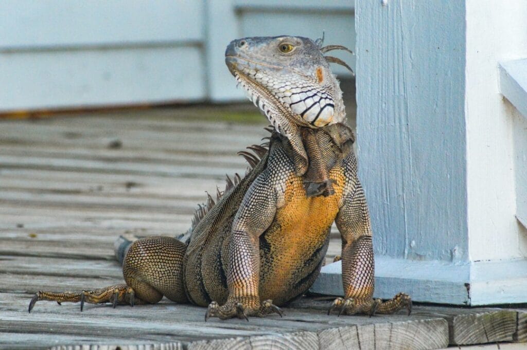 a lizard sitting on a wood surface