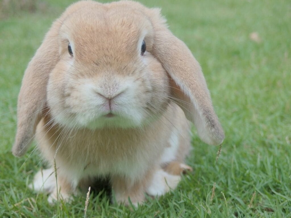 a rabbit sitting in the grass