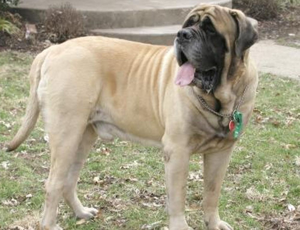 english mastiff