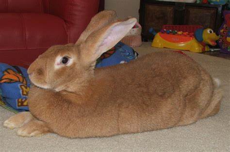 flemish giant rabbit