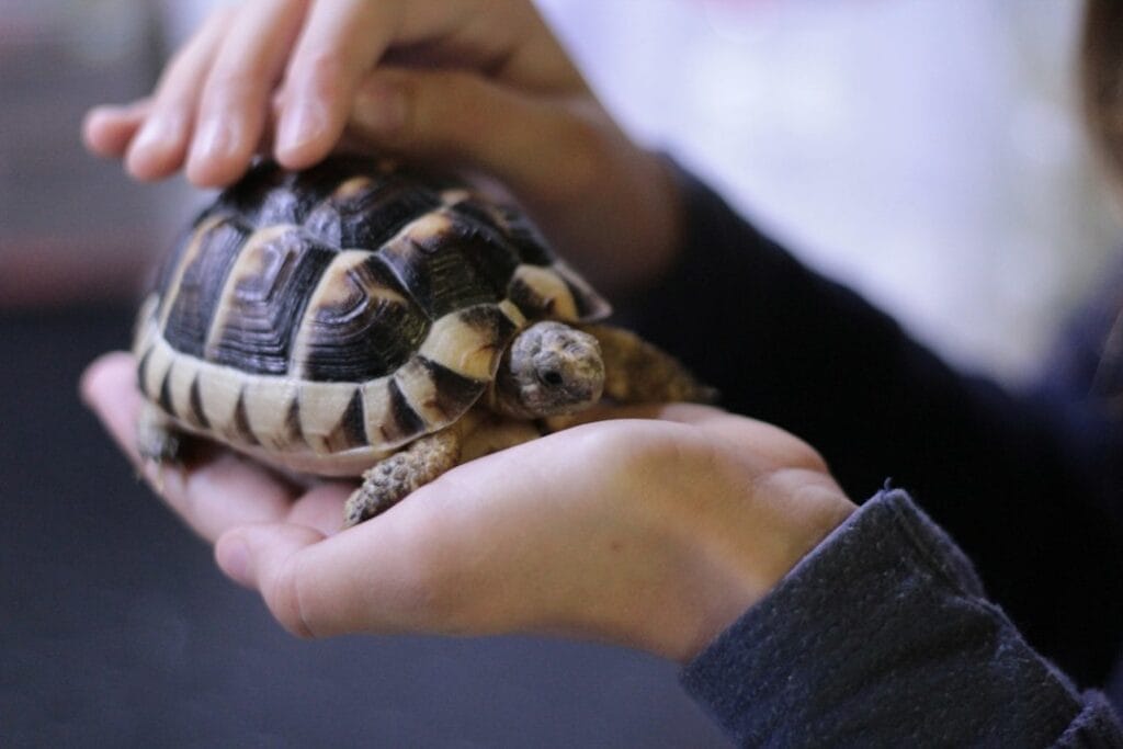 Tortoise Pet