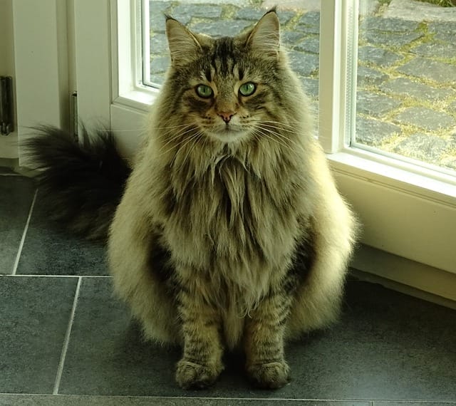 norwegian forest cat