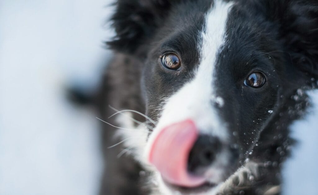 a close up of a dog licking its nose