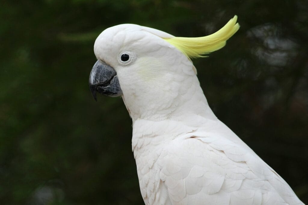 a white bird with yellow hair