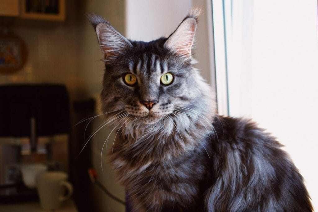 maine coon