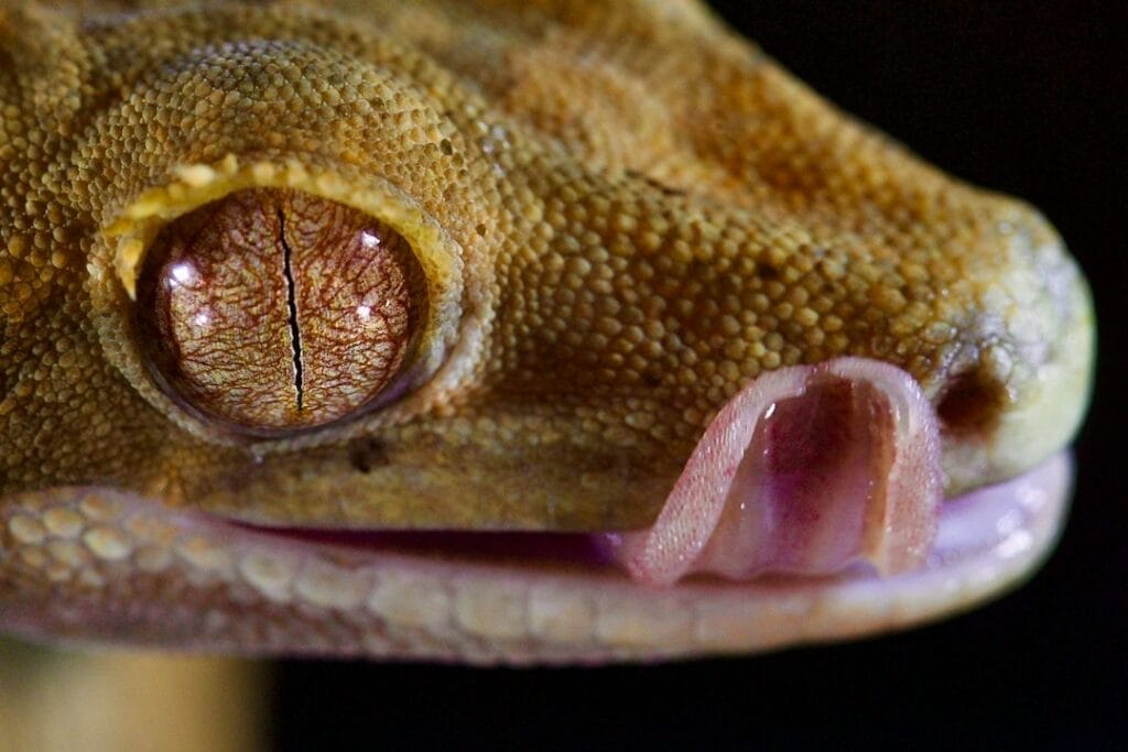 a close up of a lizard's face