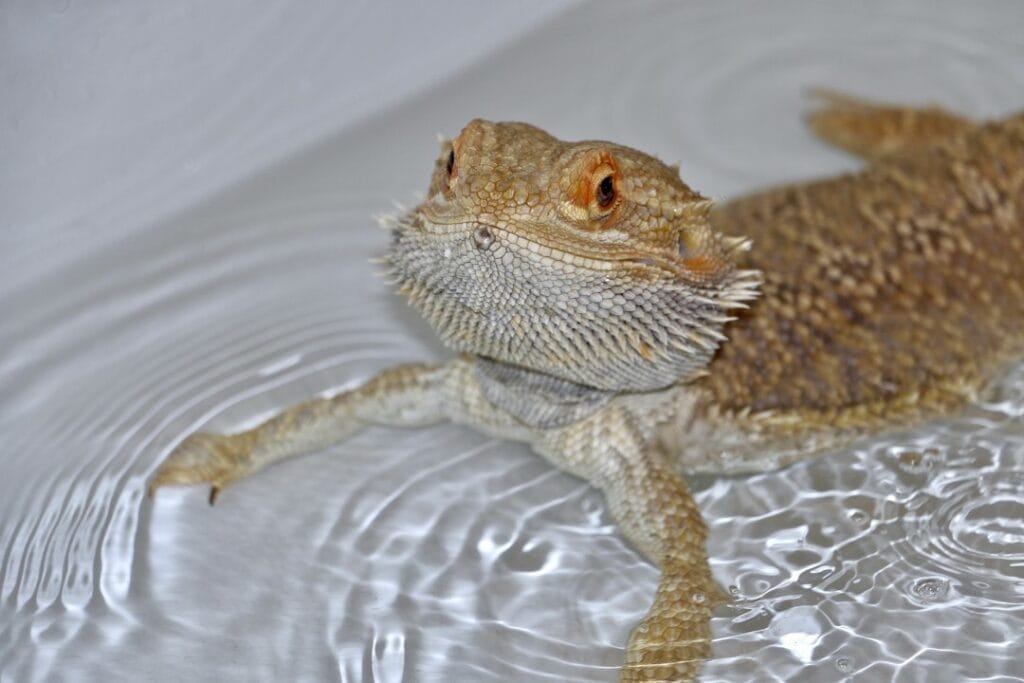 a lizard in water